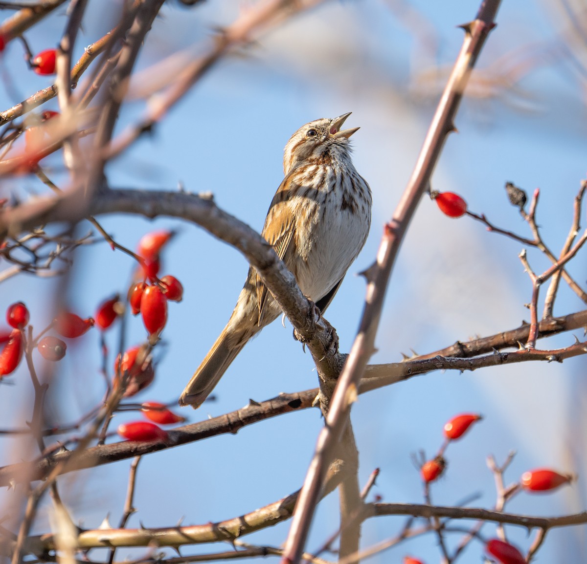 Song Sparrow - ML615270297