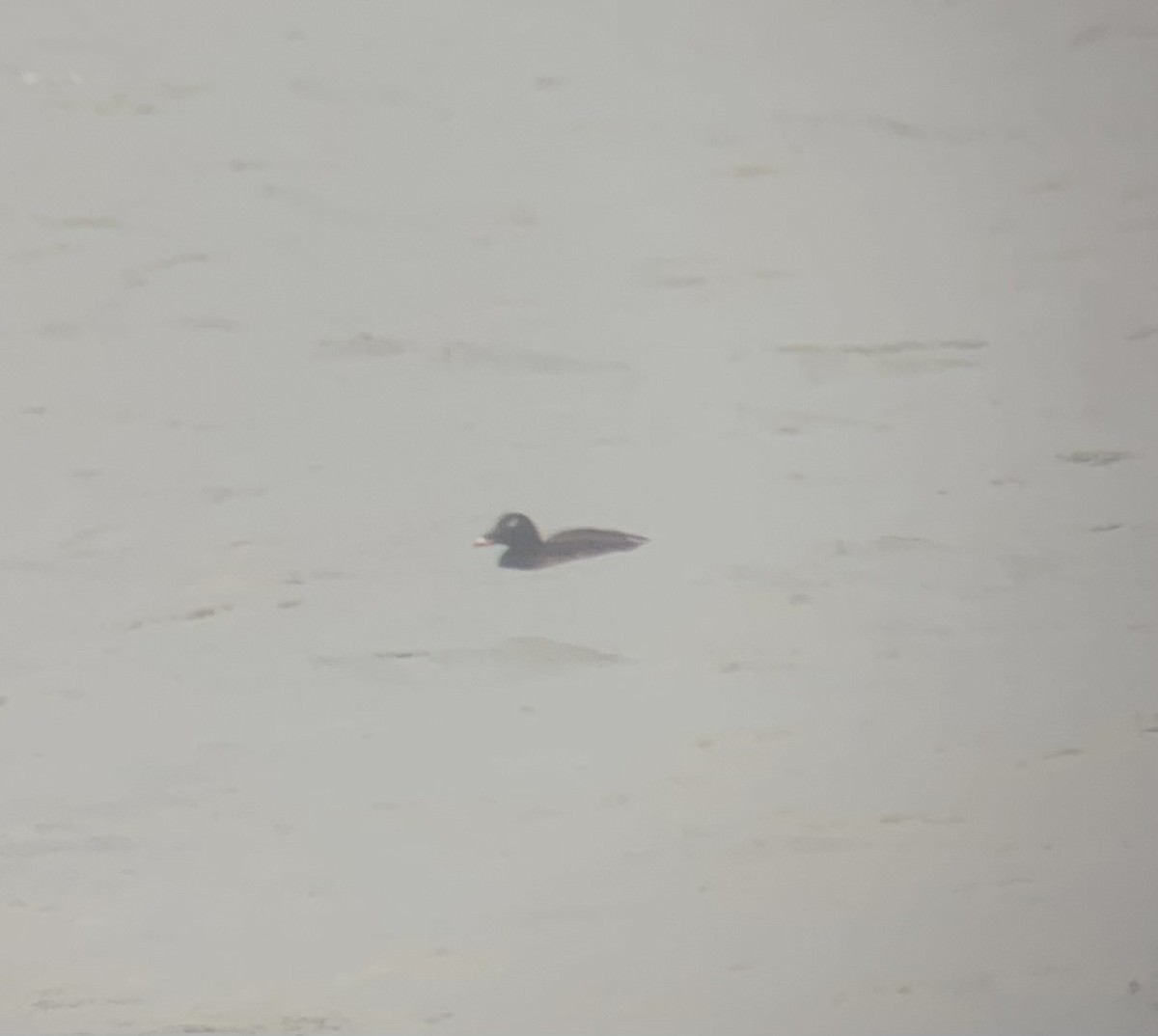 White-winged Scoter - ML615270353
