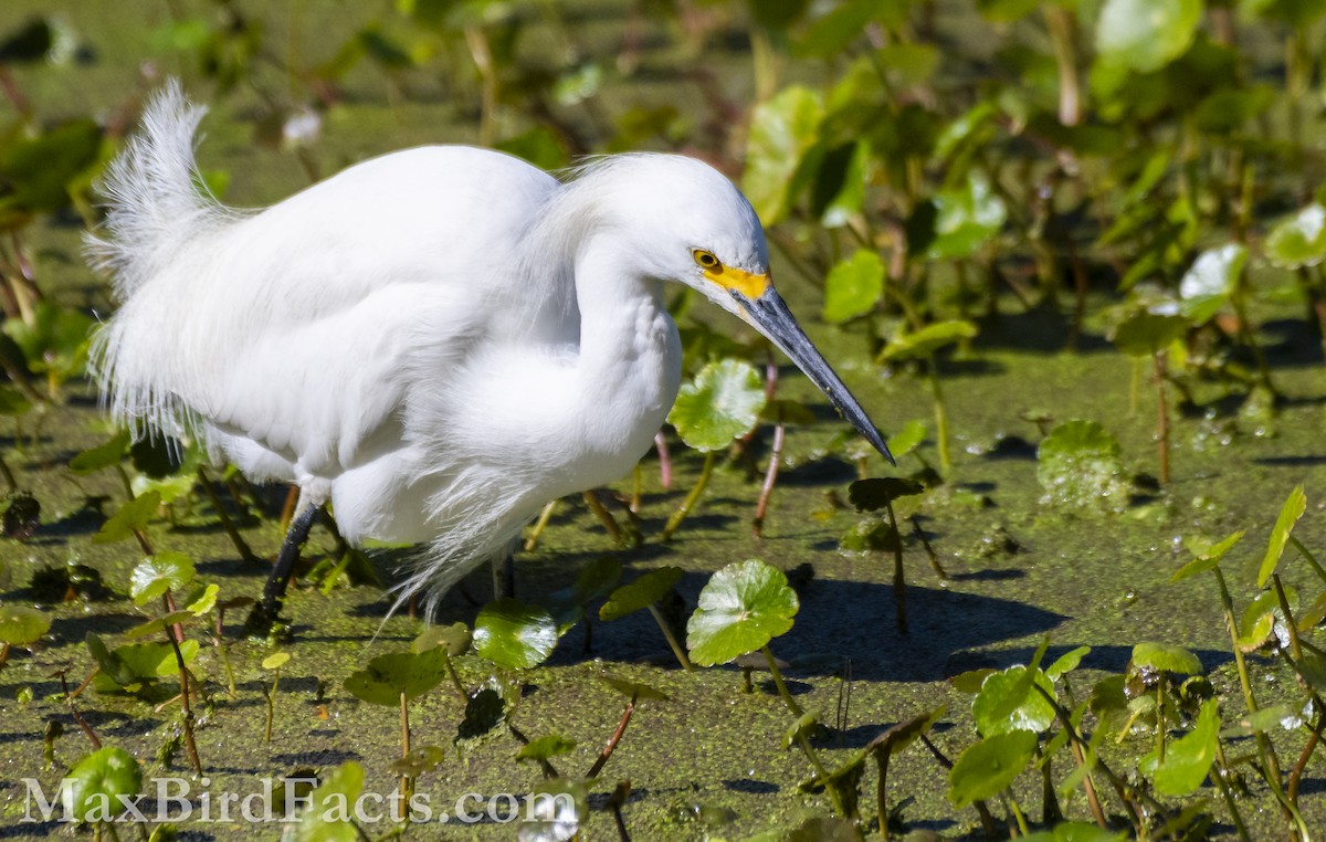 Snowy Egret - ML615270381