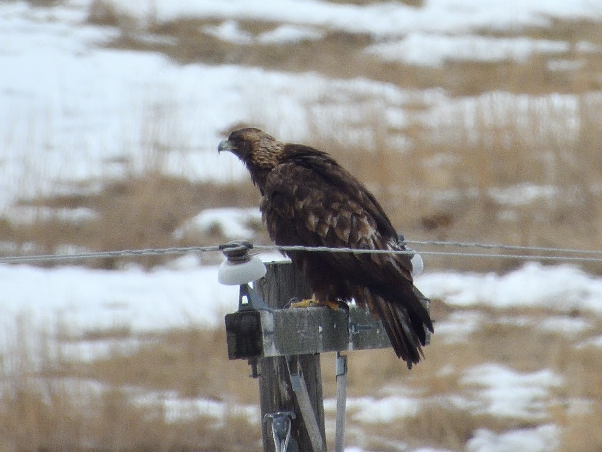 Golden Eagle - Grant Hokit