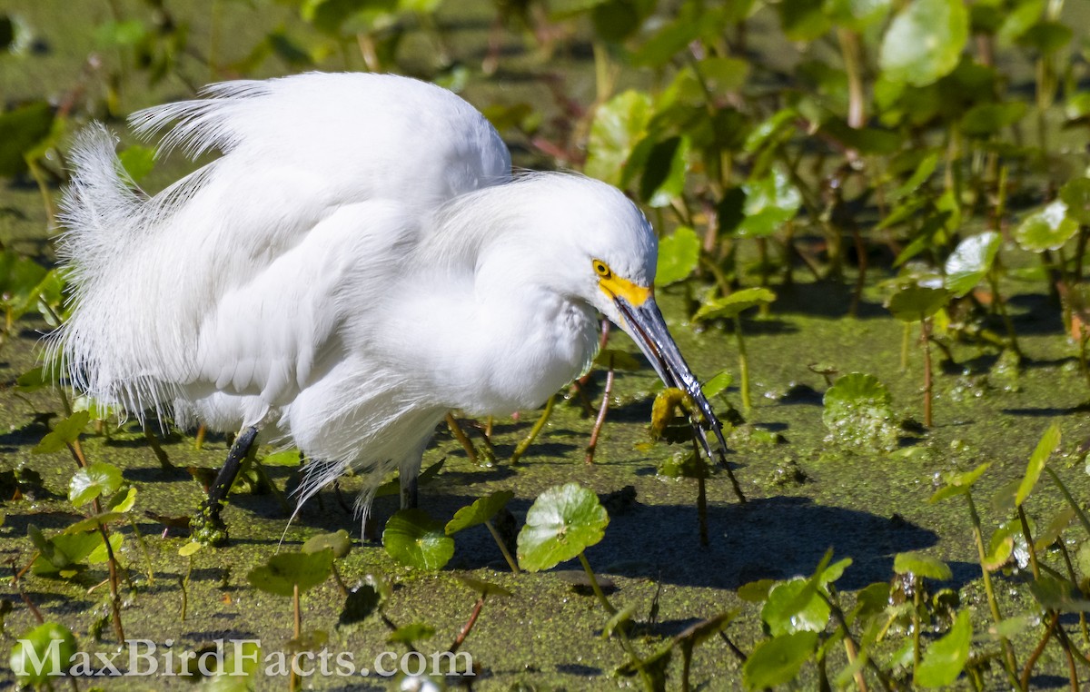 Snowy Egret - ML615270400