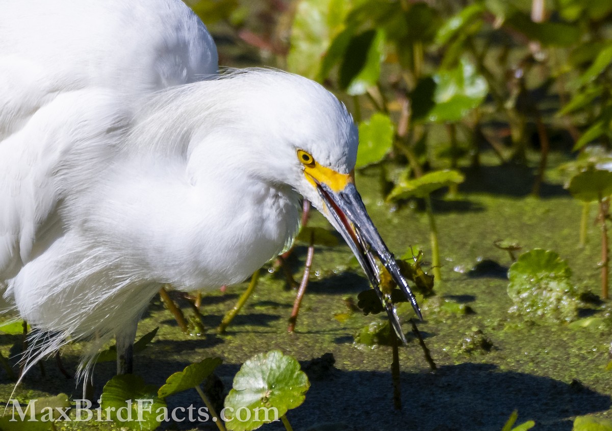 Snowy Egret - ML615270403