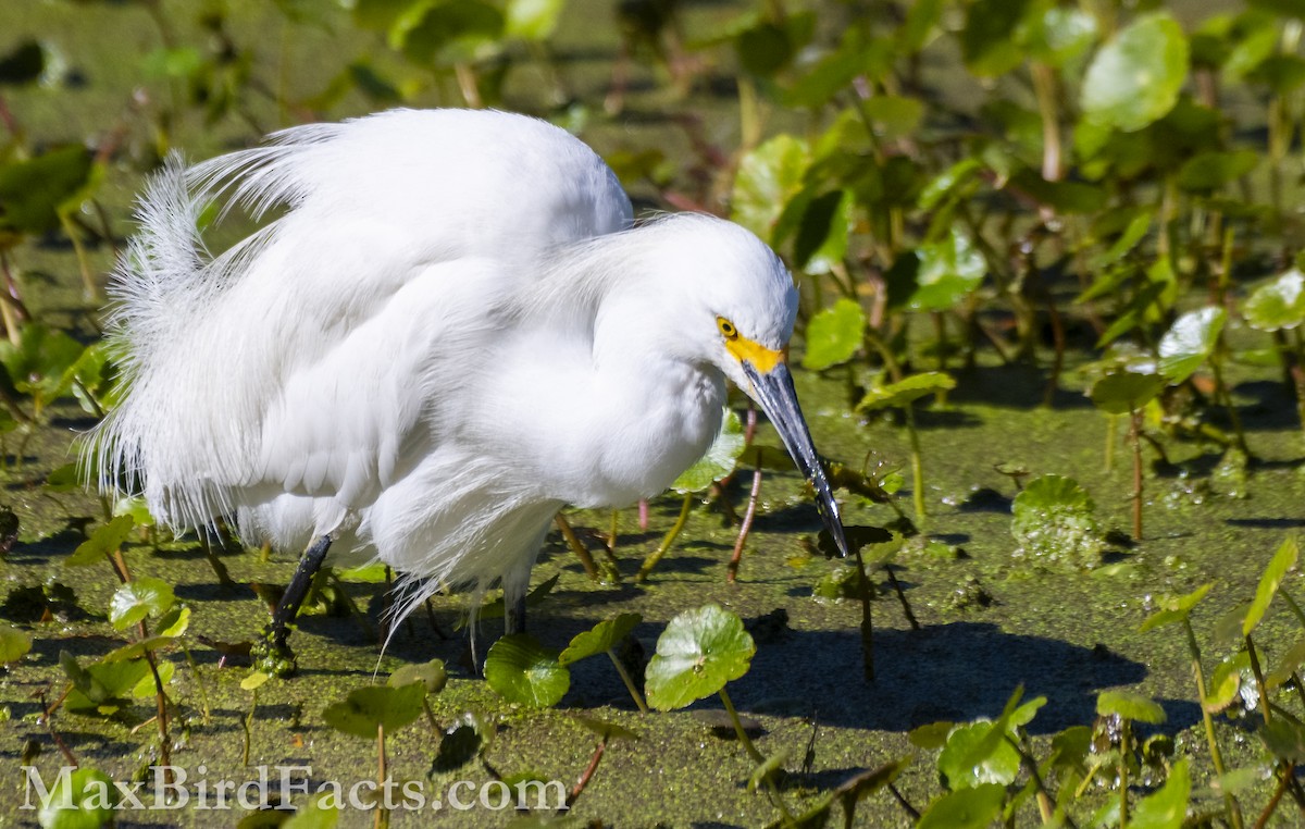 Snowy Egret - ML615270407