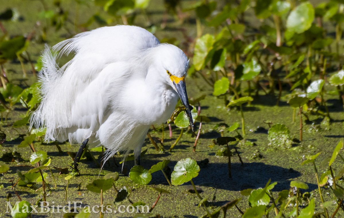 Snowy Egret - ML615270413