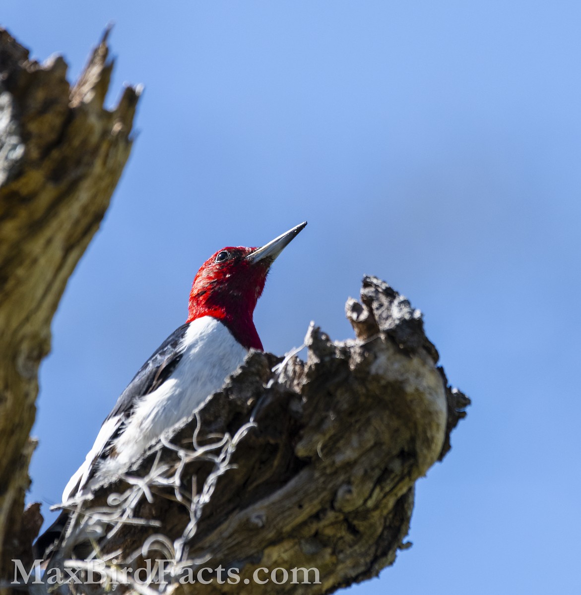 Pic à tête rouge - ML615270466