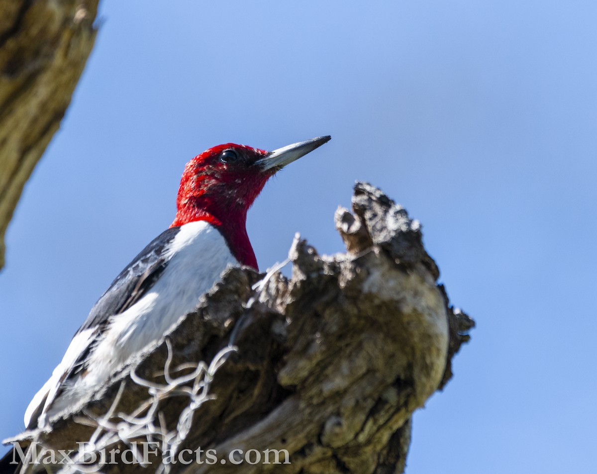 Pic à tête rouge - ML615270467