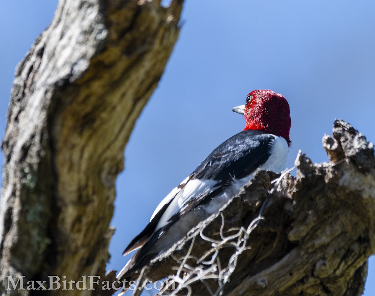 Red-headed Woodpecker - ML615270468