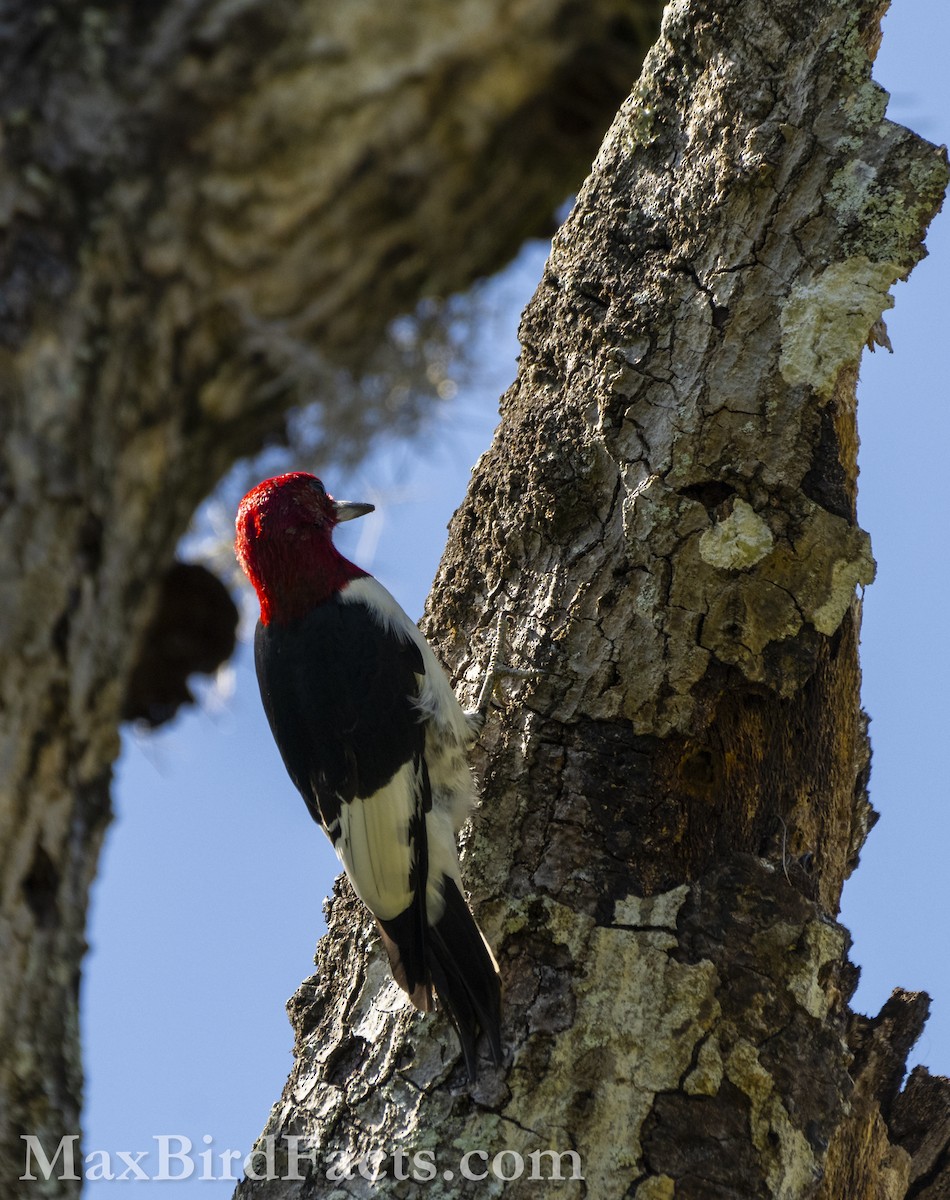 Red-headed Woodpecker - ML615270471