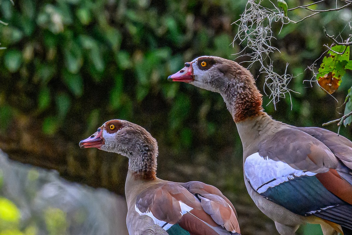 Egyptian Goose - Clark Johnson