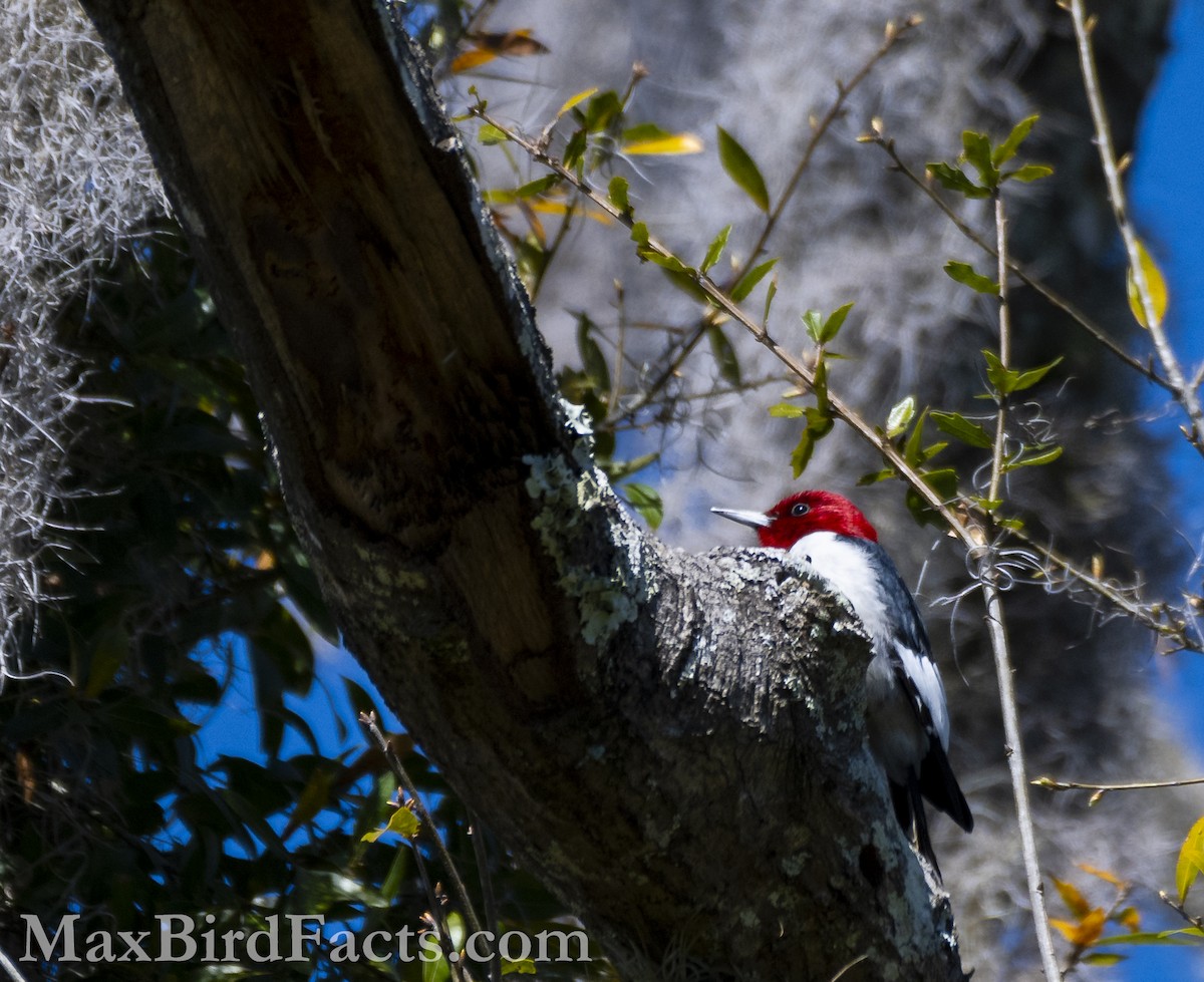 Red-headed Woodpecker - ML615270481