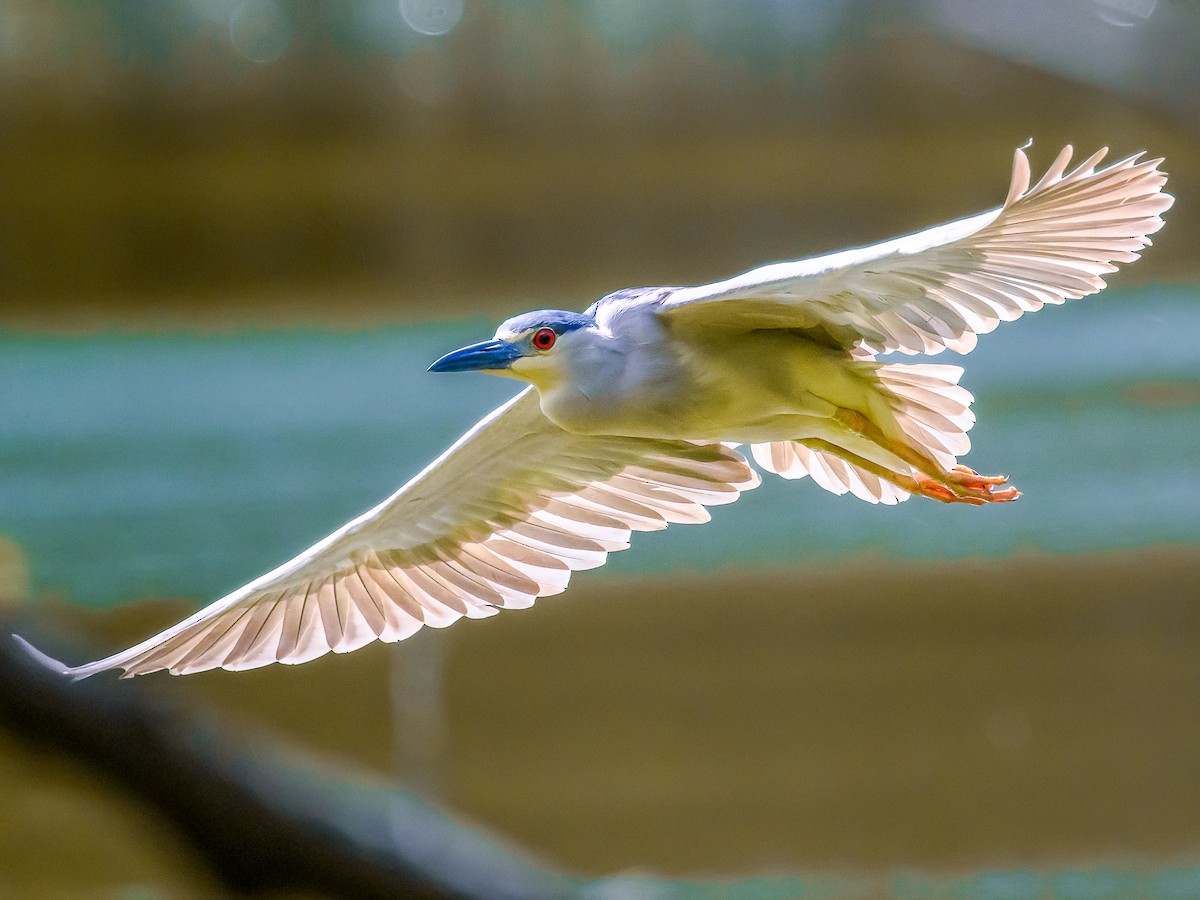 Black-crowned Night Heron - Clark Johnson