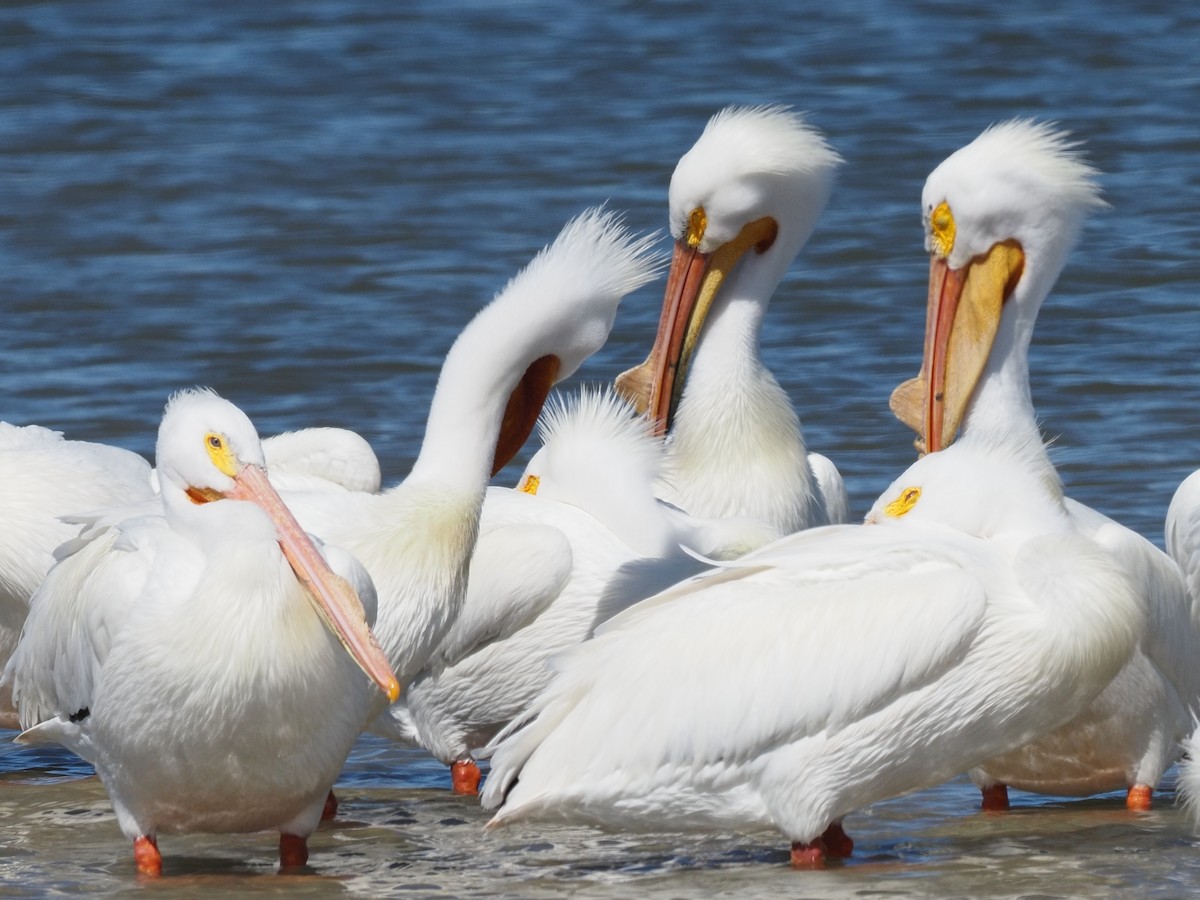 American White Pelican - Milton Paul