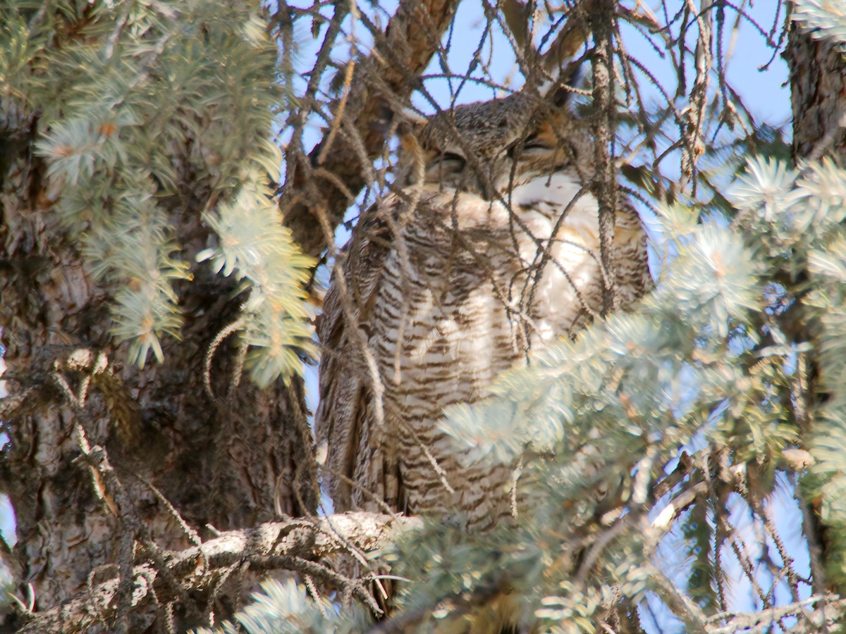 Great Horned Owl - ML615270705