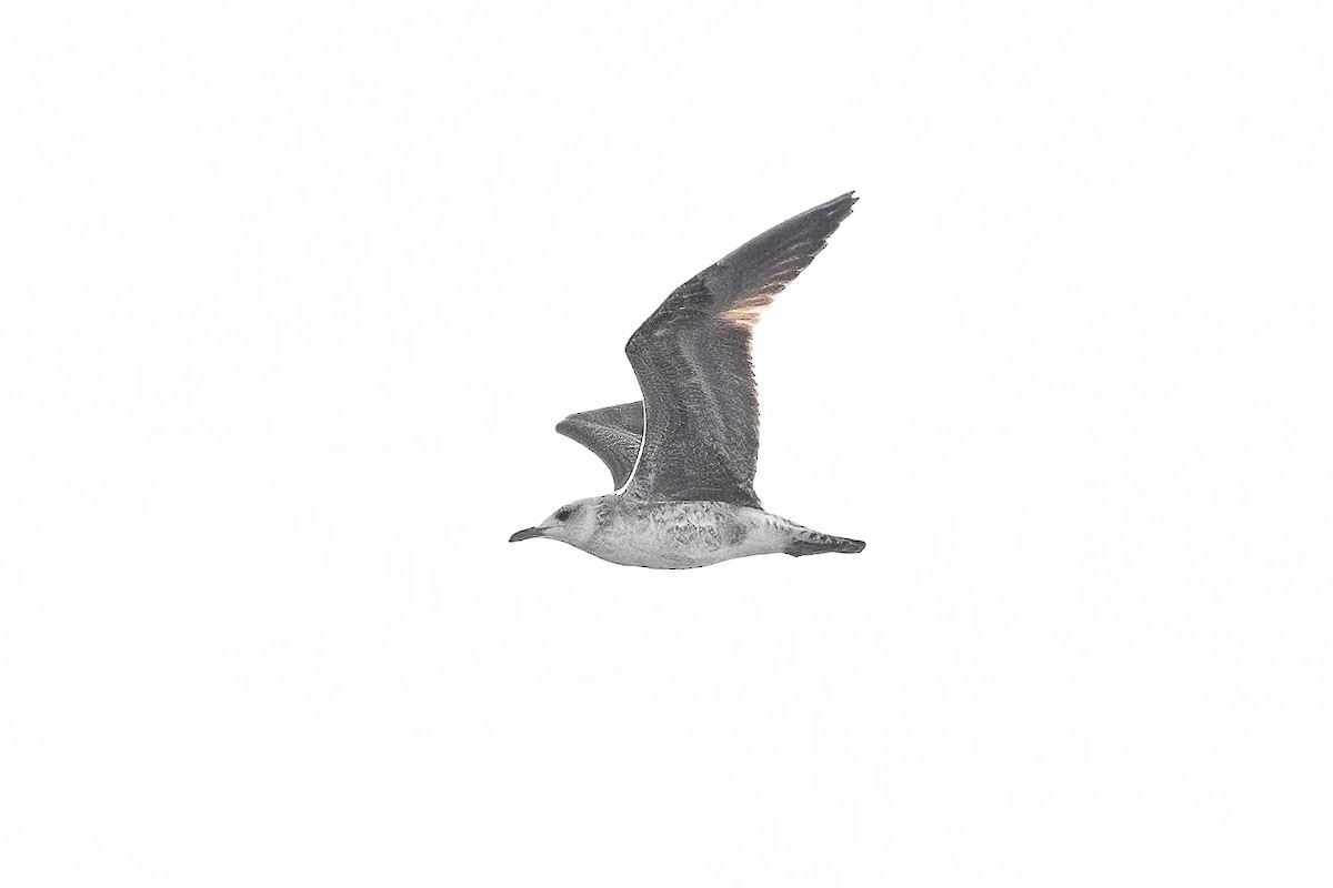 Lesser Black-backed Gull - Mac Aragon