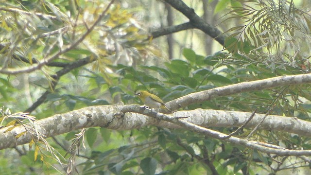 Indian White-eye - ML615270798