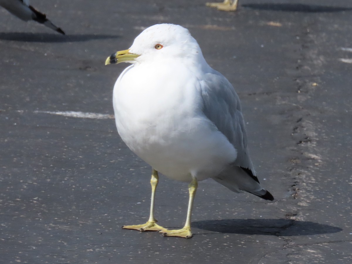 Ring-billed Gull - ML615270821