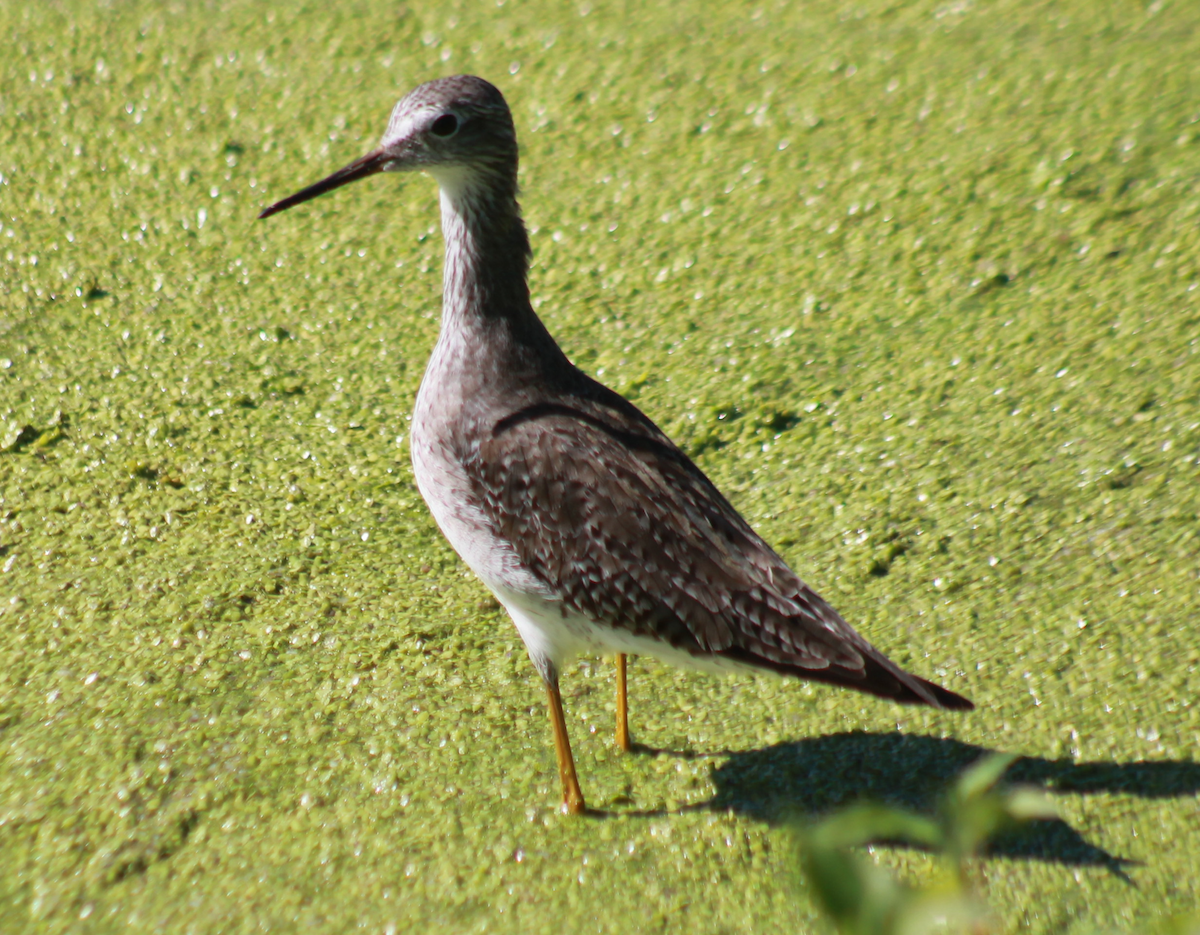 Lesser Yellowlegs - ML615270830