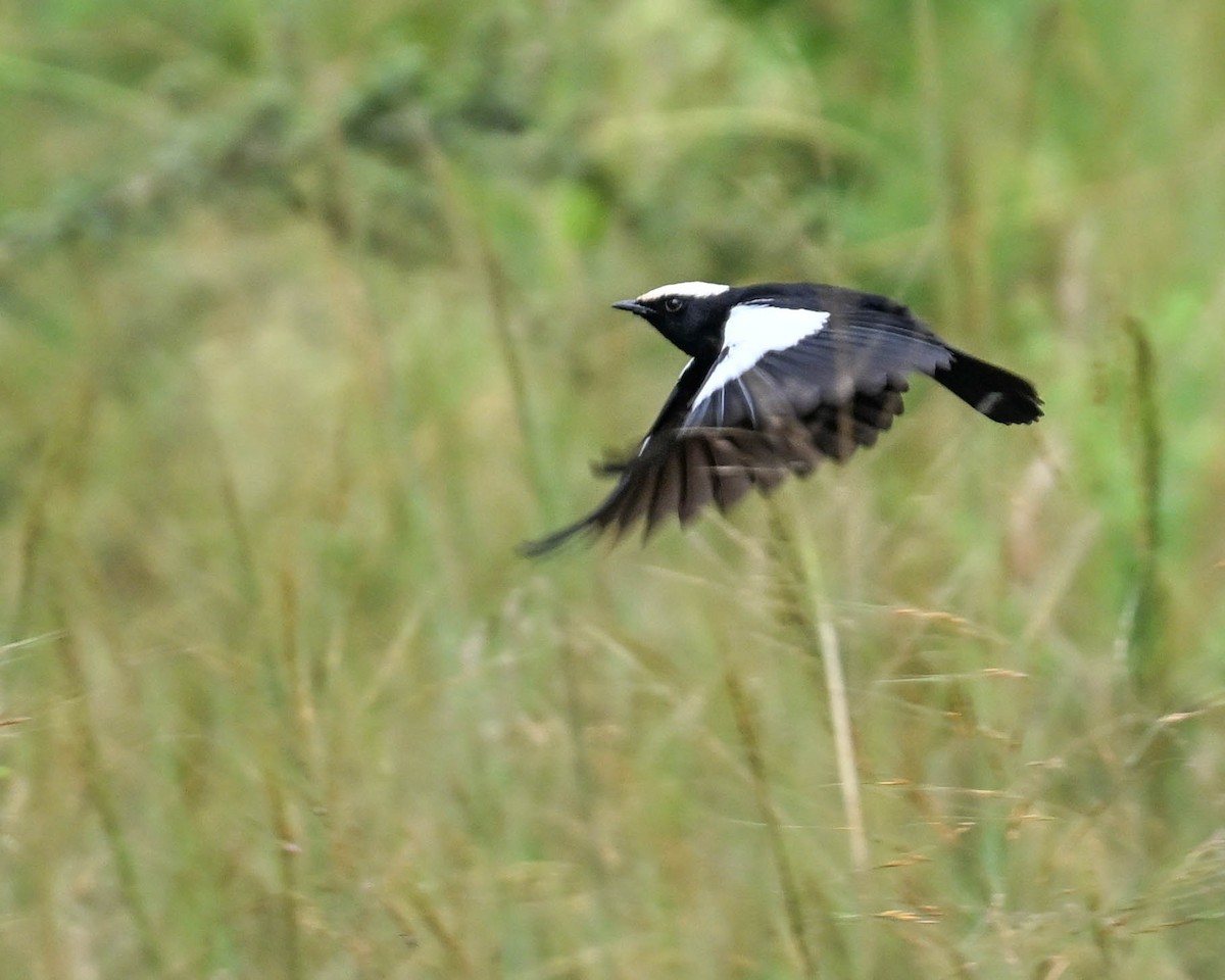 Zorzal Hormiguero de Ruaha - ML615270881