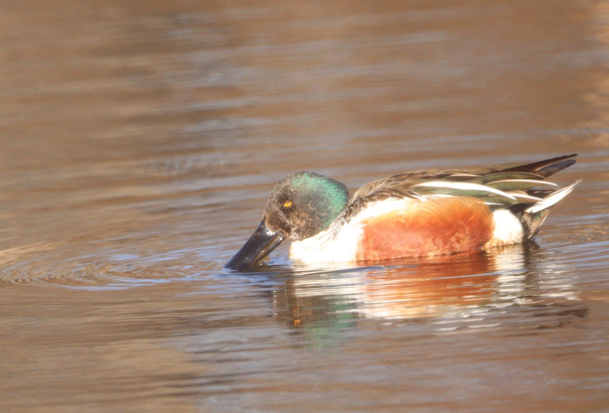 Northern Shoveler - ML615270882