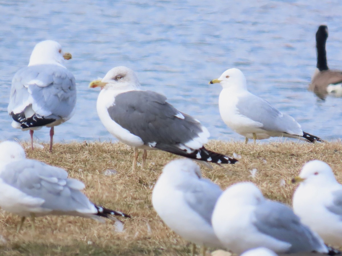 Lesser Black-backed Gull - ML615270885