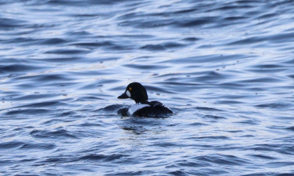 Common Goldeneye - ML615270894