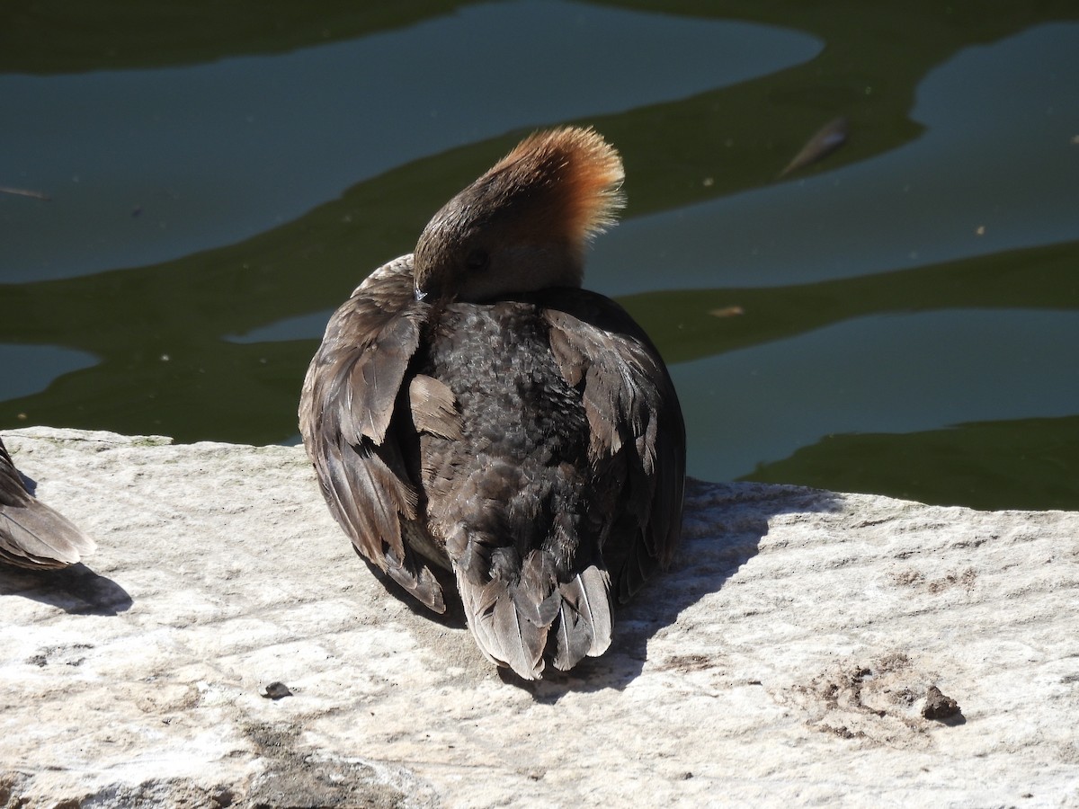 Hooded Merganser - Cheryl McGrath