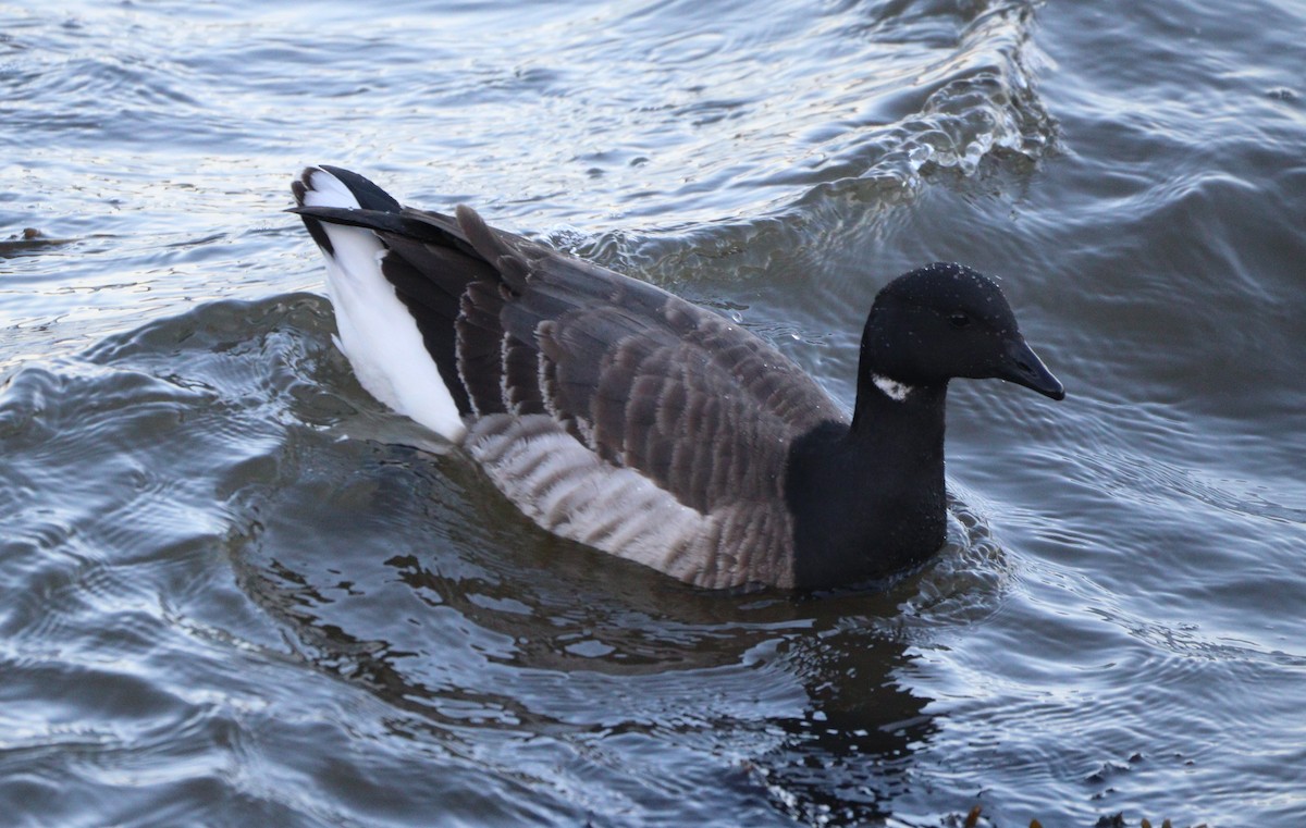 Brant - ML615270904