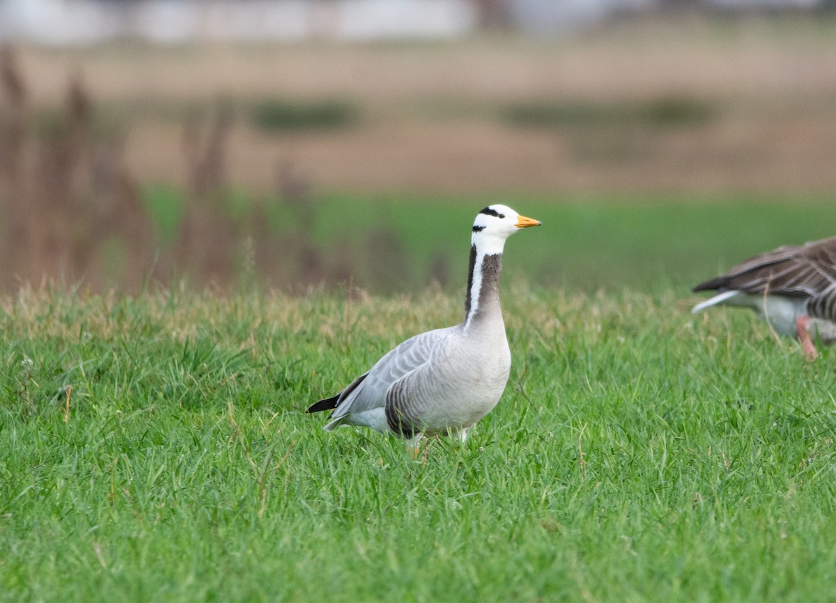 Bar-headed Goose - ML615270905