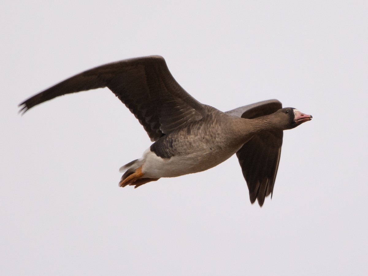 Greater White-fronted Goose - Fabio Fercher