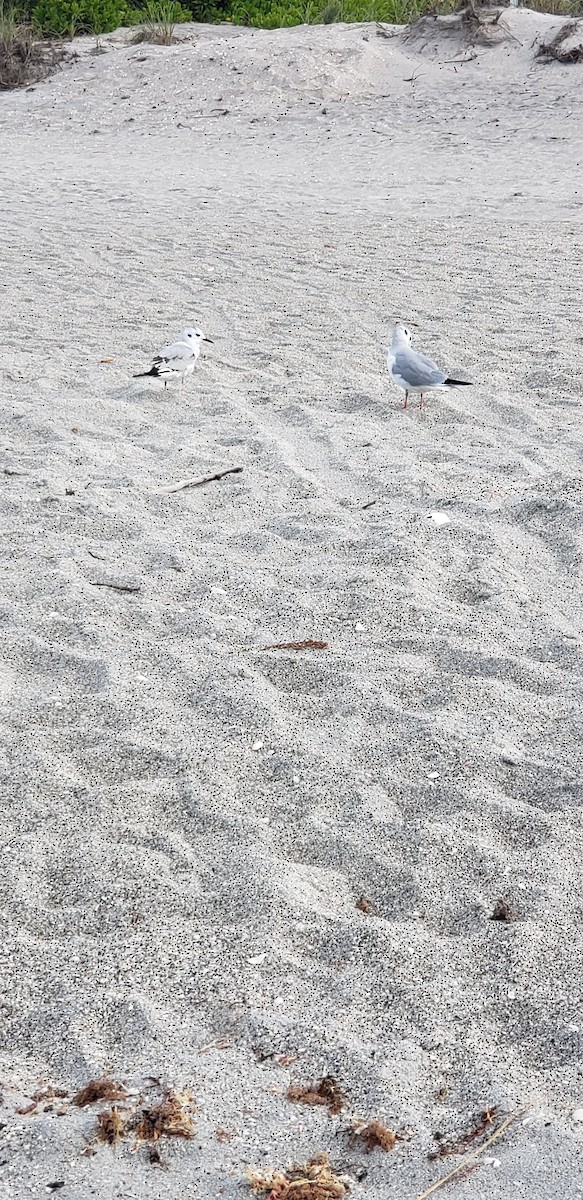 Bonaparte's Gull - ML615270937