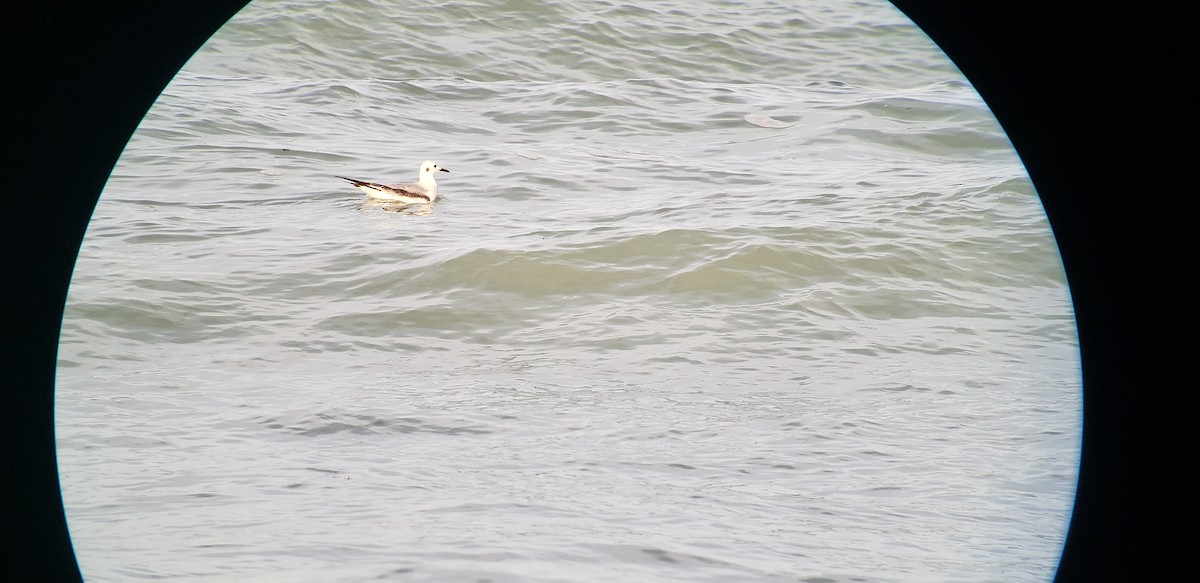 Bonaparte's Gull - ML615270938