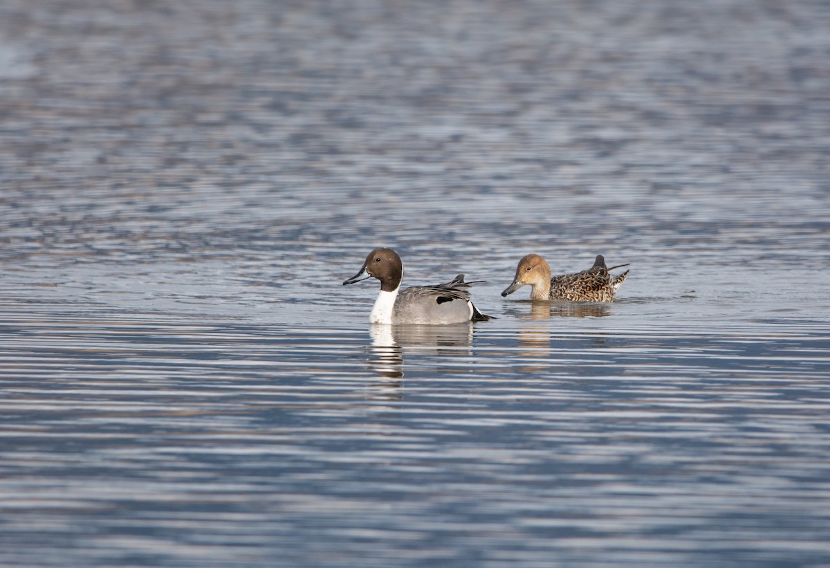 Northern Pintail - ML615270940