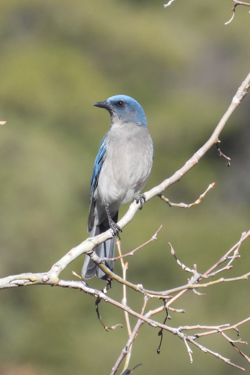 Mexican Jay (Arizona) - ML615270941