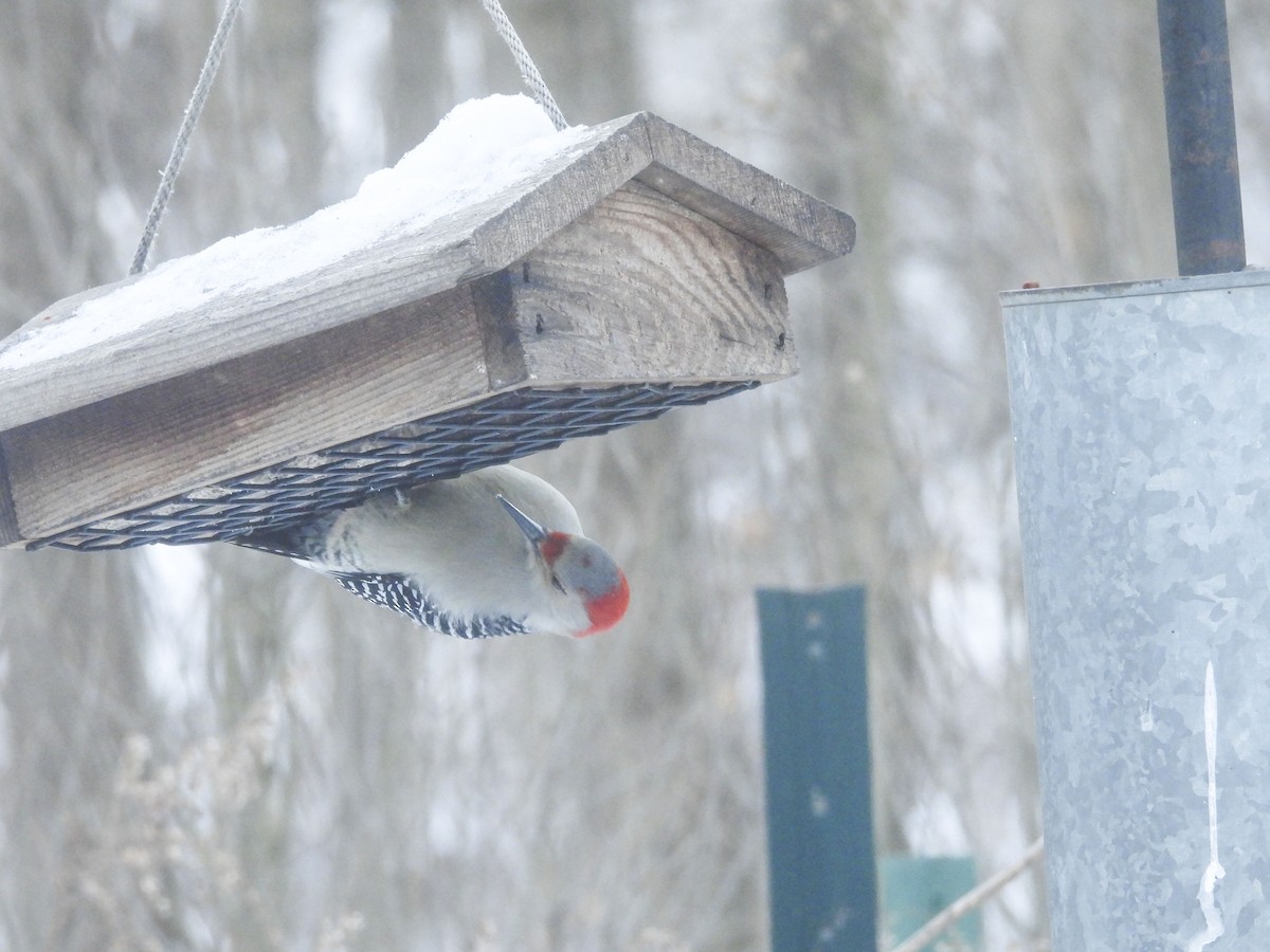 Red-bellied Woodpecker - ML615270962