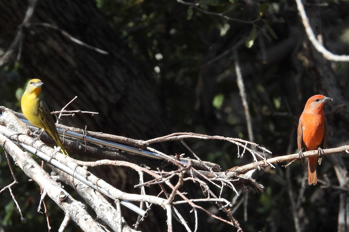 Hepatic Tanager (Northern) - ML615270971