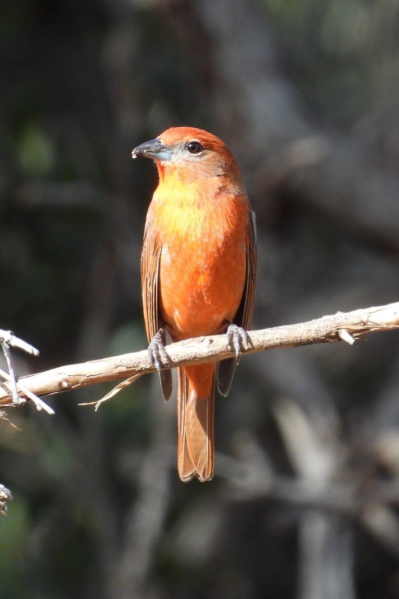 Hepatic Tanager (Northern) - ML615270973