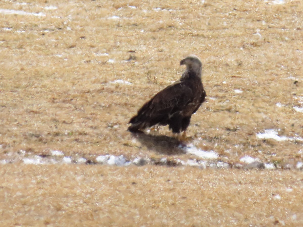 Bald Eagle - ML615271033