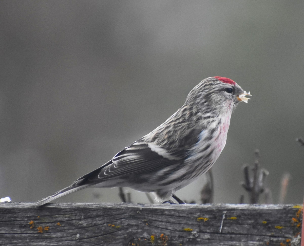 Common Redpoll - ML615271038