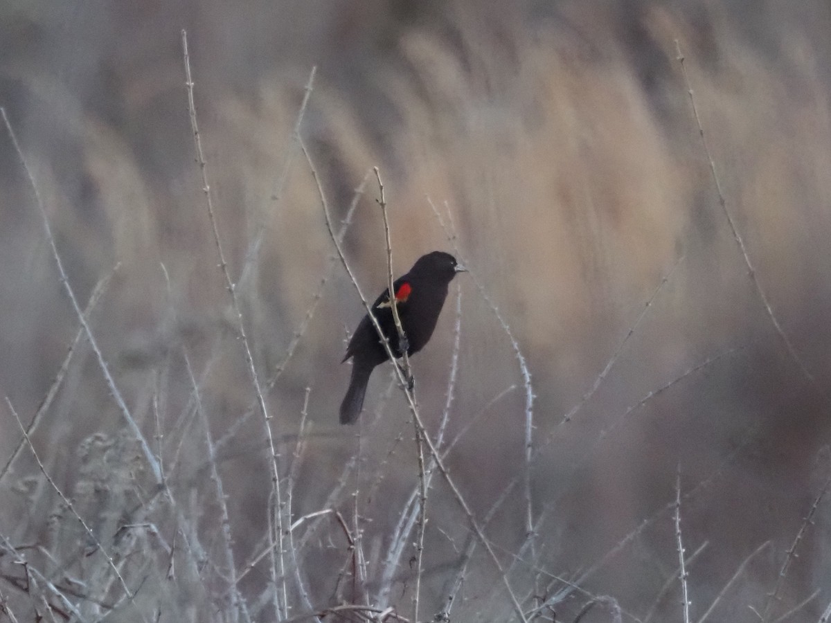 Red-winged Blackbird - ML615271042