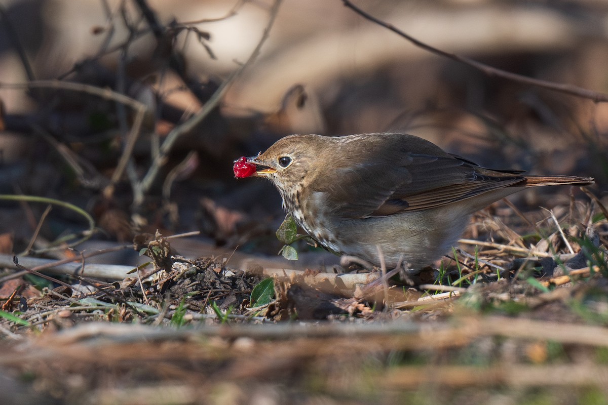 Hermit Thrush - Ian Campbell