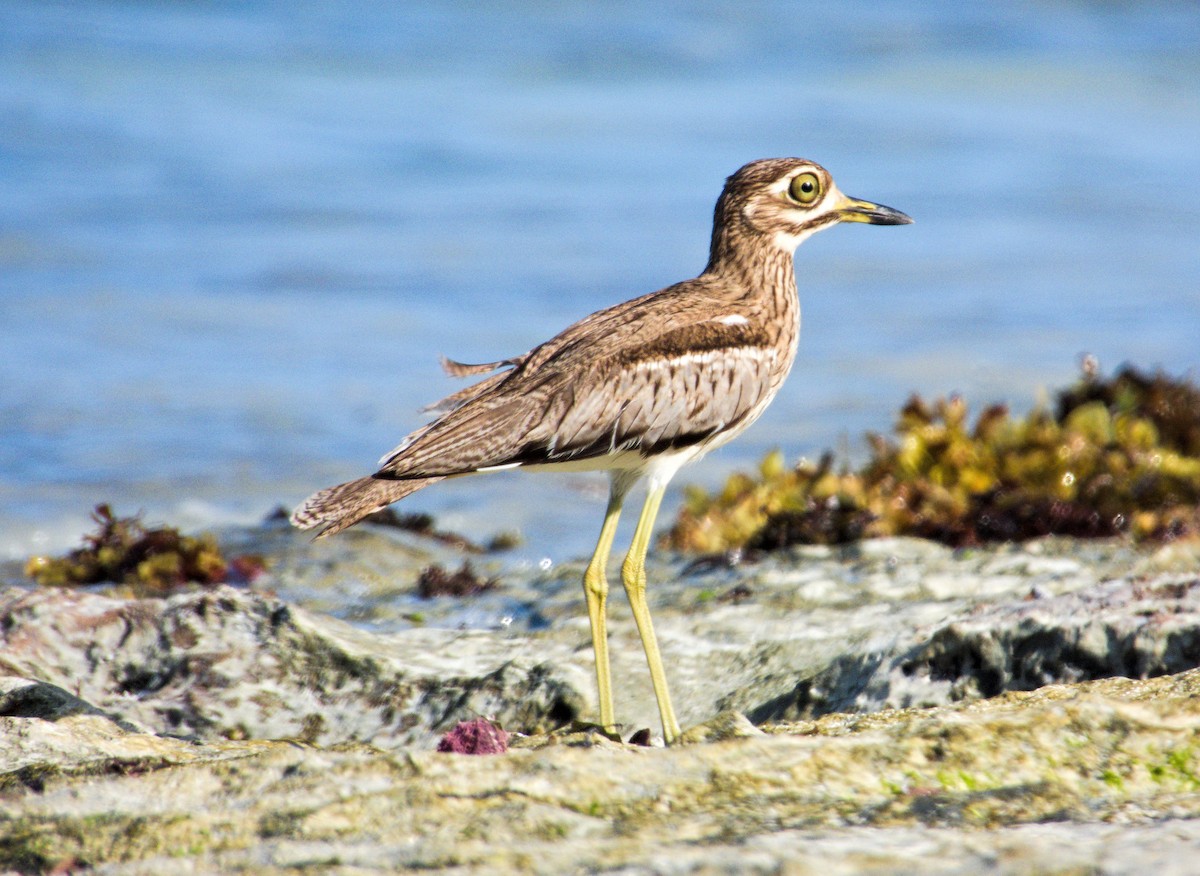 Water Thick-knee - ML615271137