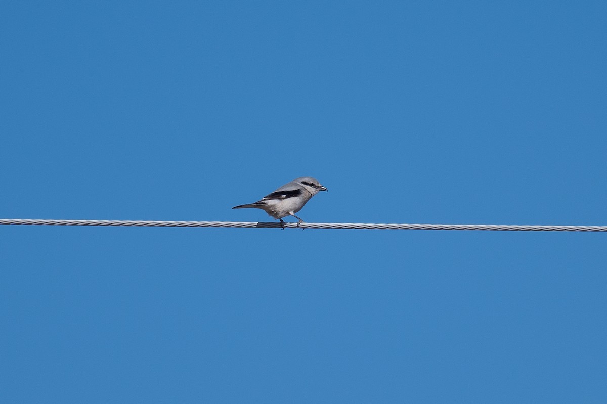 Northern Shrike - ML615271180