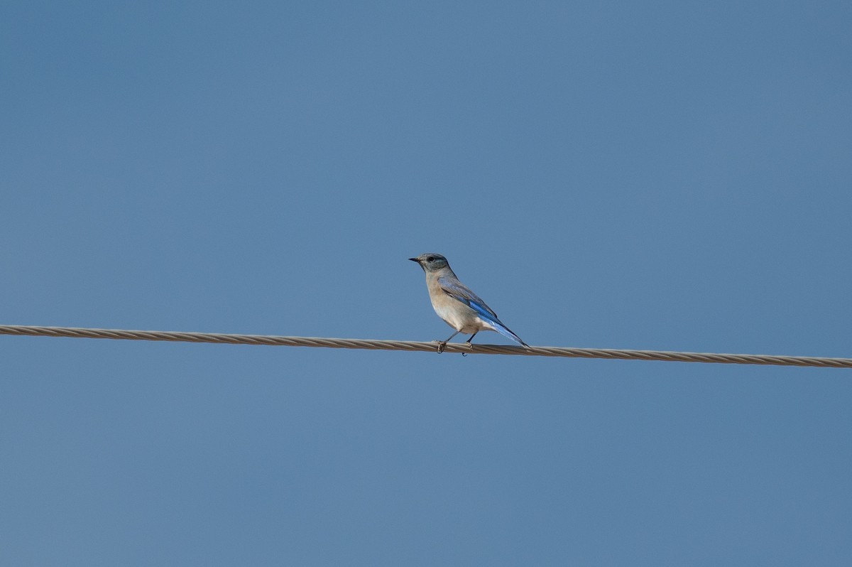 Mountain Bluebird - ML615271188