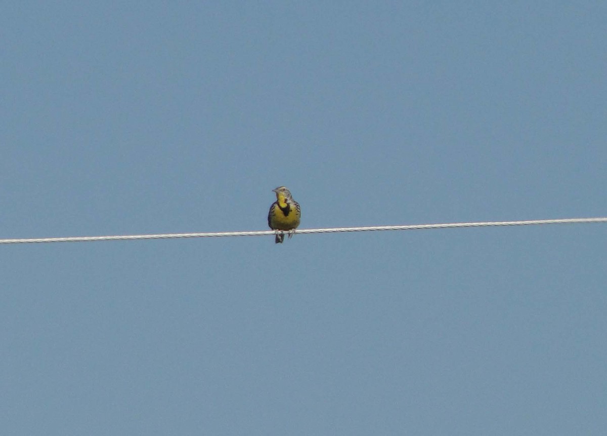 Western Meadowlark - ML615271197