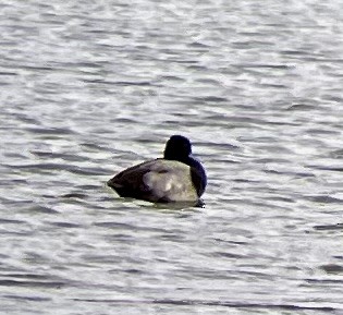 Lesser Scaup - ML615271200