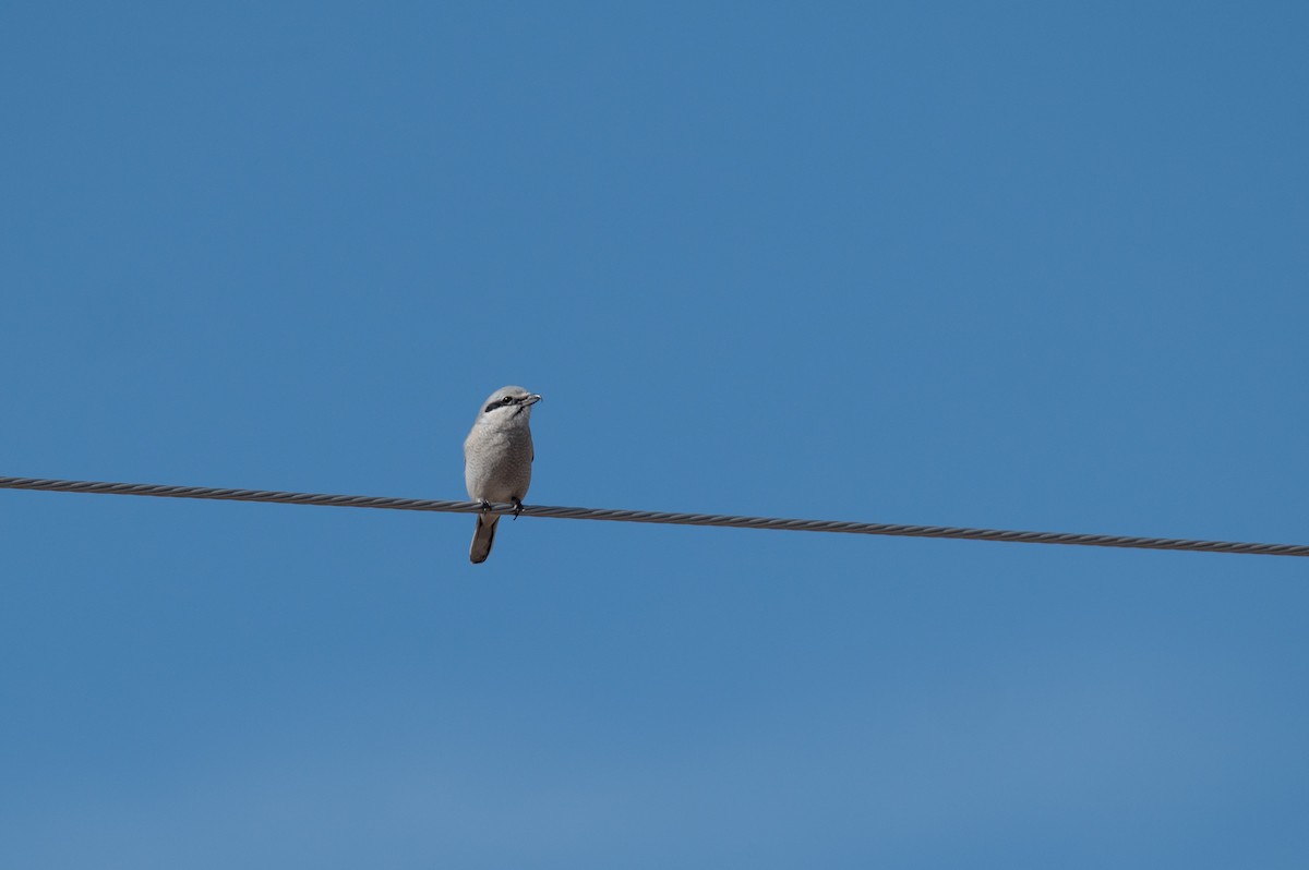 Northern Shrike - ML615271221