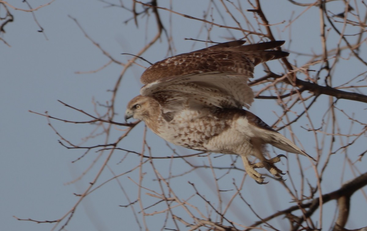 Rotschwanzbussard - ML615271250