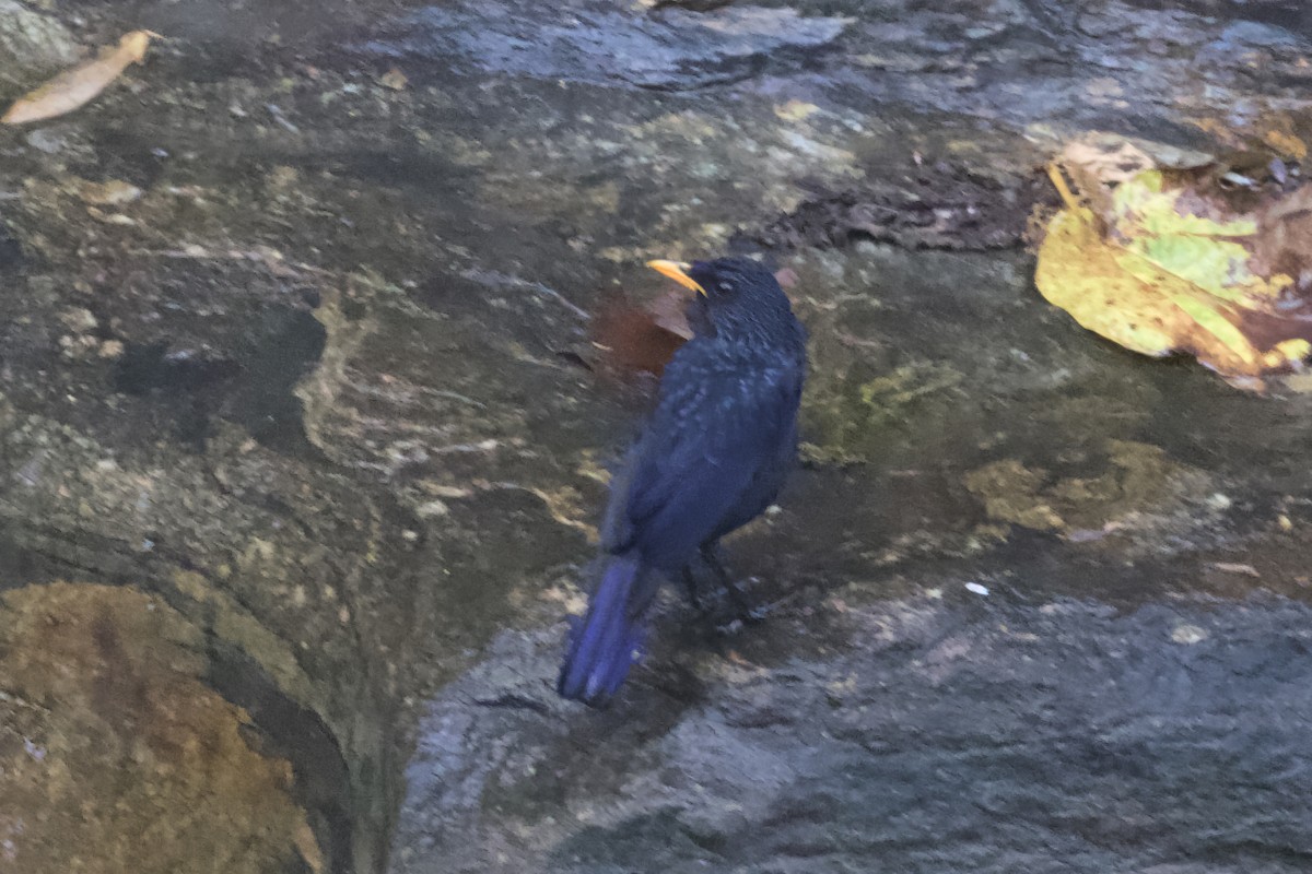 Blue Whistling-Thrush (Yellow-billed) - ML615271255