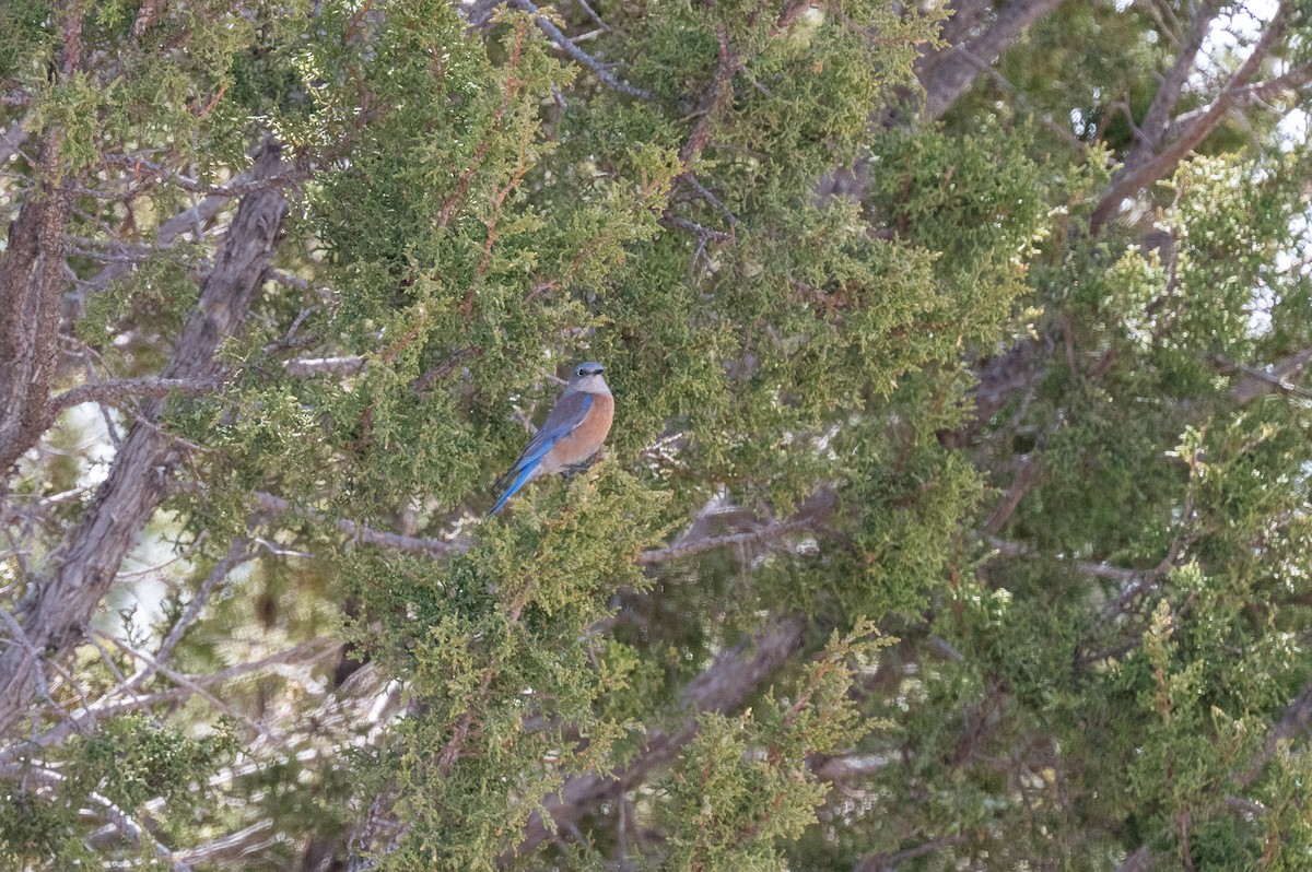Western Bluebird - ML615271269