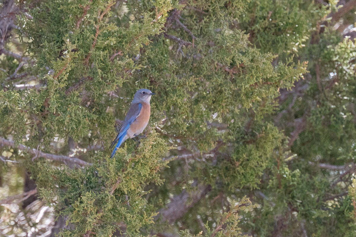 Western Bluebird - ML615271271